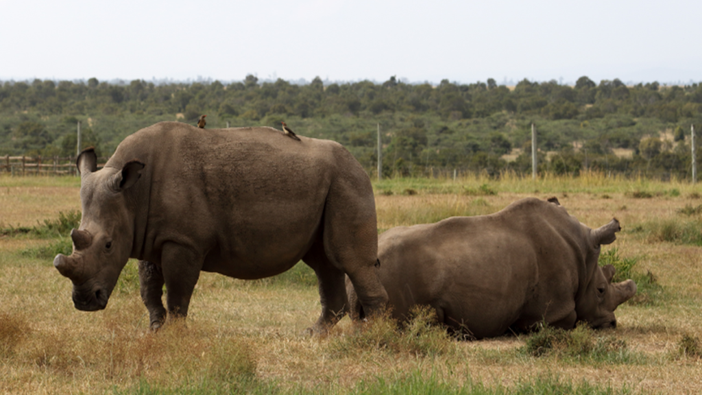Olpejeta Conservancy and Chimpanzee Sanctuary Tour - Image 2